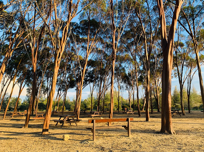 Postcard-nicosia-trees.jpg